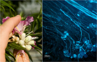 (Left) Chilopsis linearis flower, with open stigma, ready for pollination; (Right) Catalpa bignonioides pollen germinating on a Chilopsis linearis stigma (epifluorescence microscopy with analine blue). 
